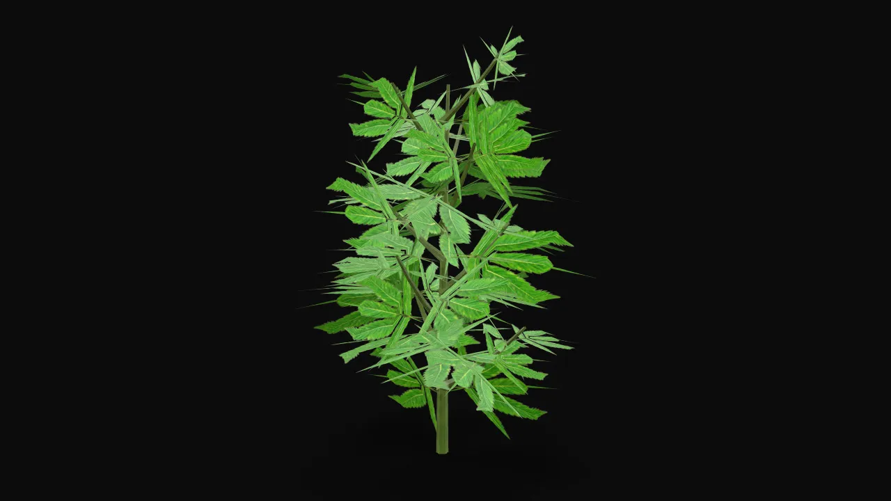Planta de cannabis
